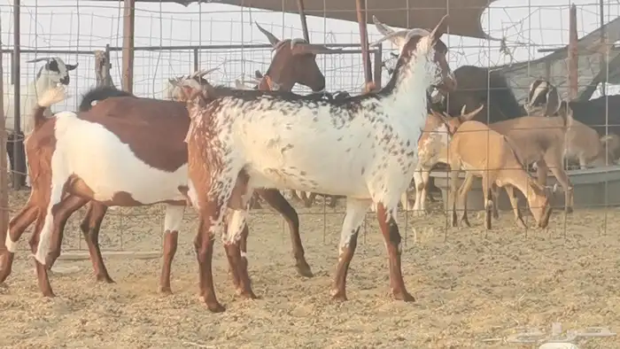 جفار محايليات للبيع العدد 3 روس 8