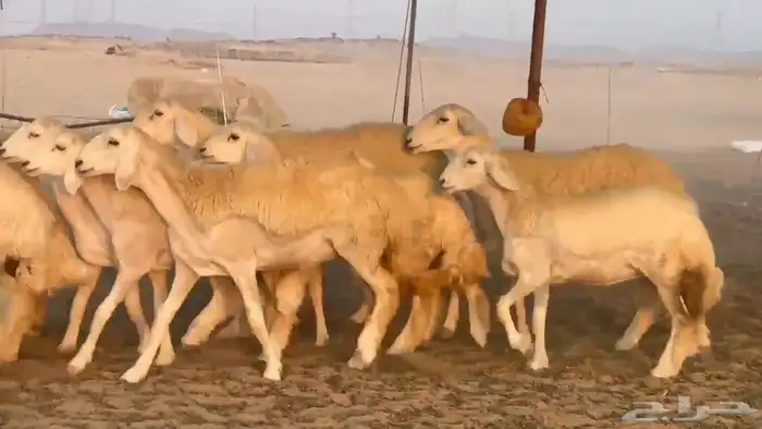 اعرض لكم يوم عرض مميز لمحبيين الرخال الحريات جدعه عددها 40 1