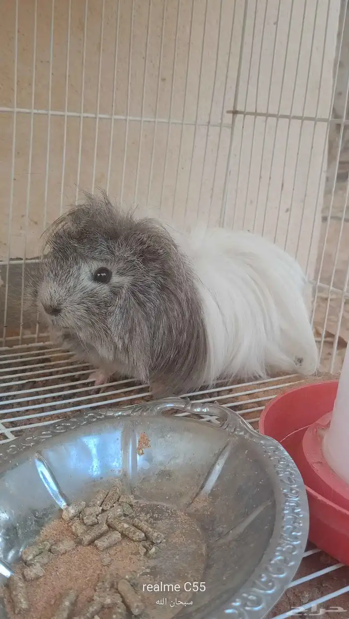 حيوان لطيف 0