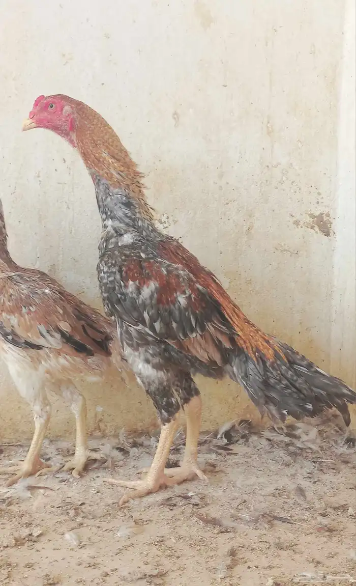 للبيع جملة شامو ياباني 1