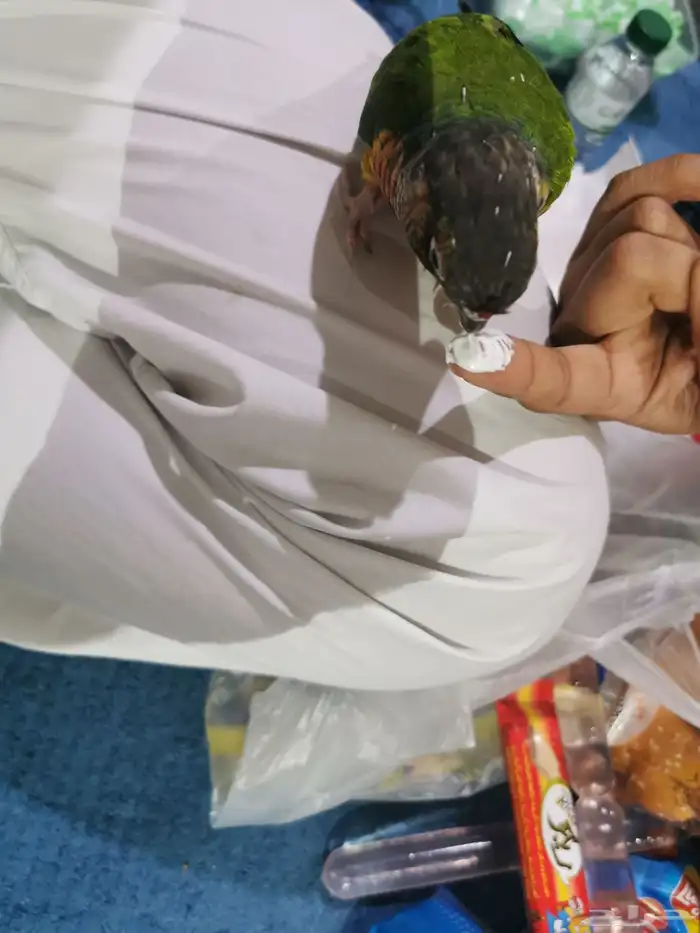 كنيور بلورايد 12