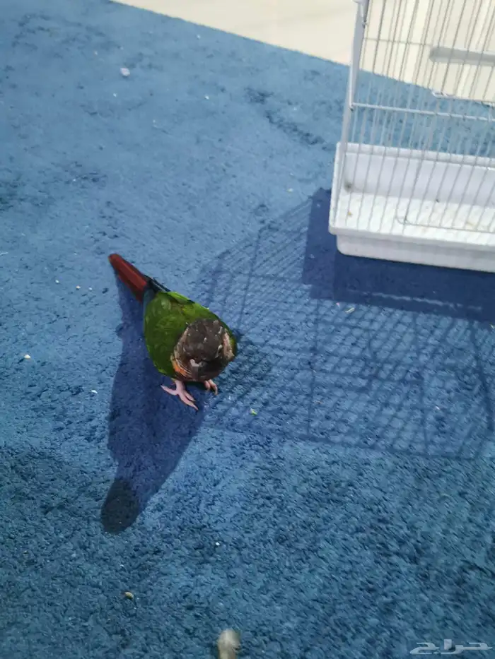 كنيور بلورايد 5