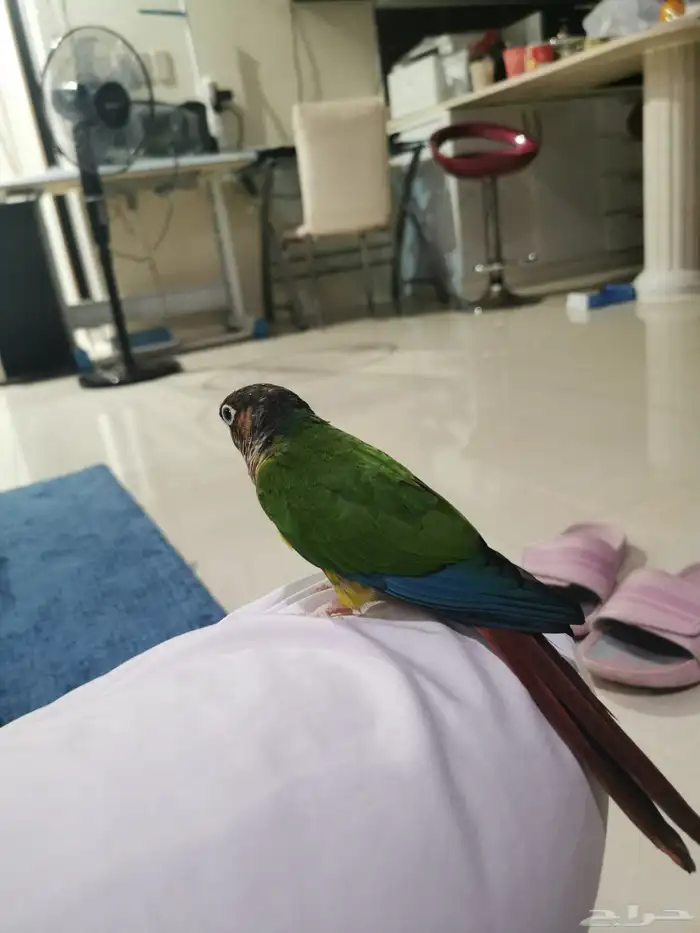 كنيور بلورايد 6