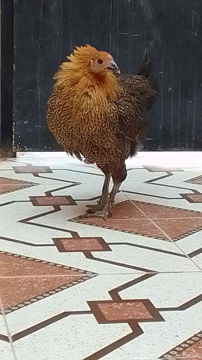 دجاجھ واحدا للبيع 25 الي صامل يدق علا الرقم. 2