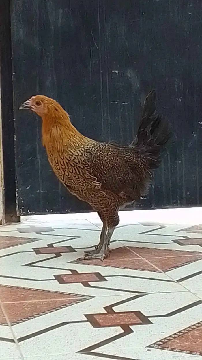 دجاجھ واحدا للبيع 25 الي صامل يدق علا الرقم. 0