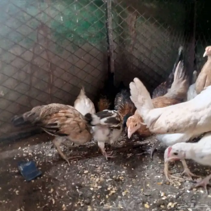 فروخ دجاج بلدي 1