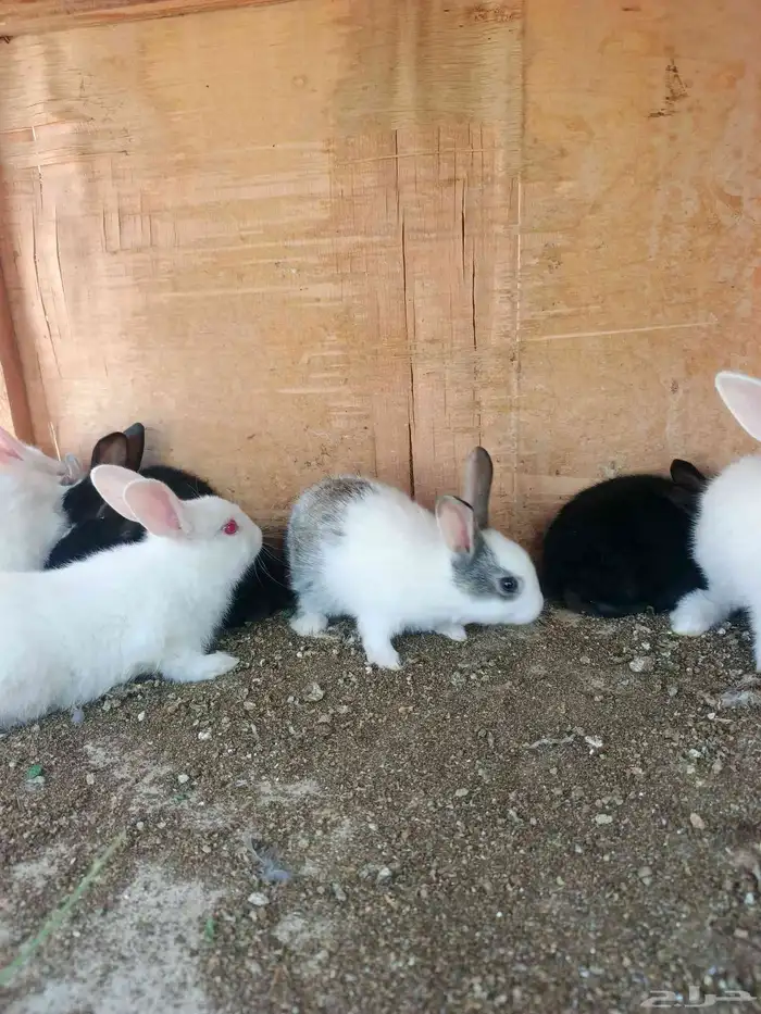 ارانب صغيره للبيع صحتهم طيبه 4