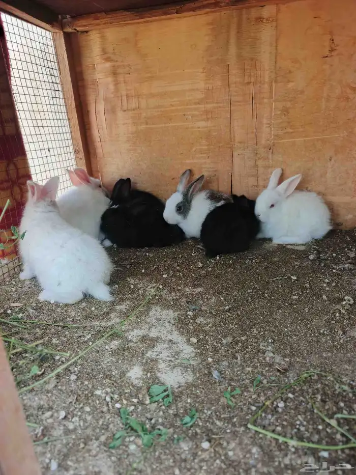 ارانب صغيره للبيع صحتهم طيبه 5