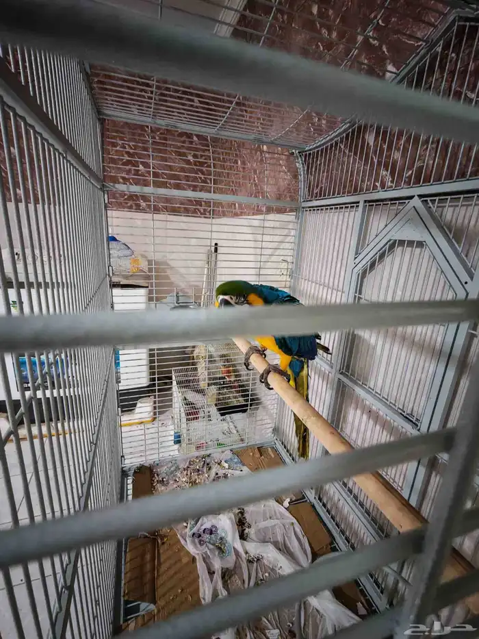 ببغاء ماكو.. عمره   سبع 7 شهور.. اليف جدا يتكلم.القفص جديد 0