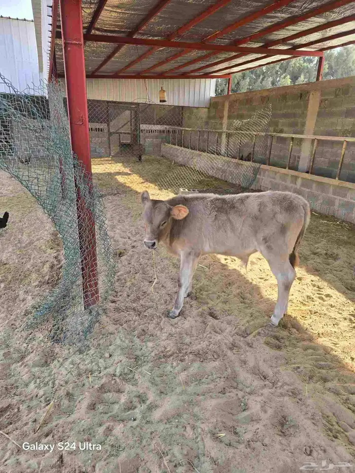 بقرة جرسية انجوس تحتها حسيل 7