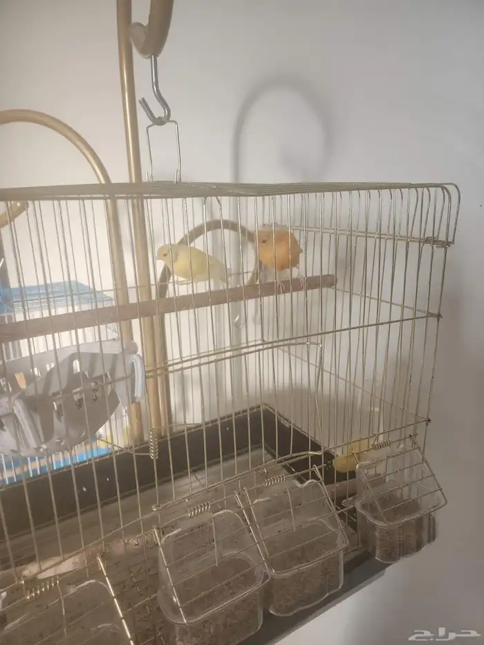 جوز كناري سوري 1