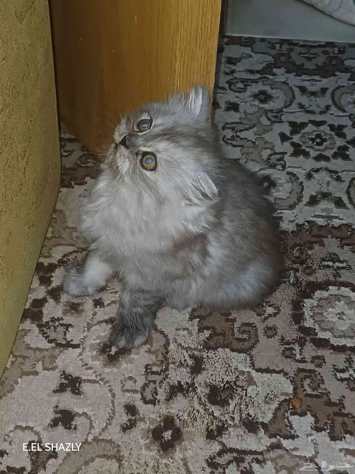 قطتين اسكوتش فولد عمر شهرين للبيع 2