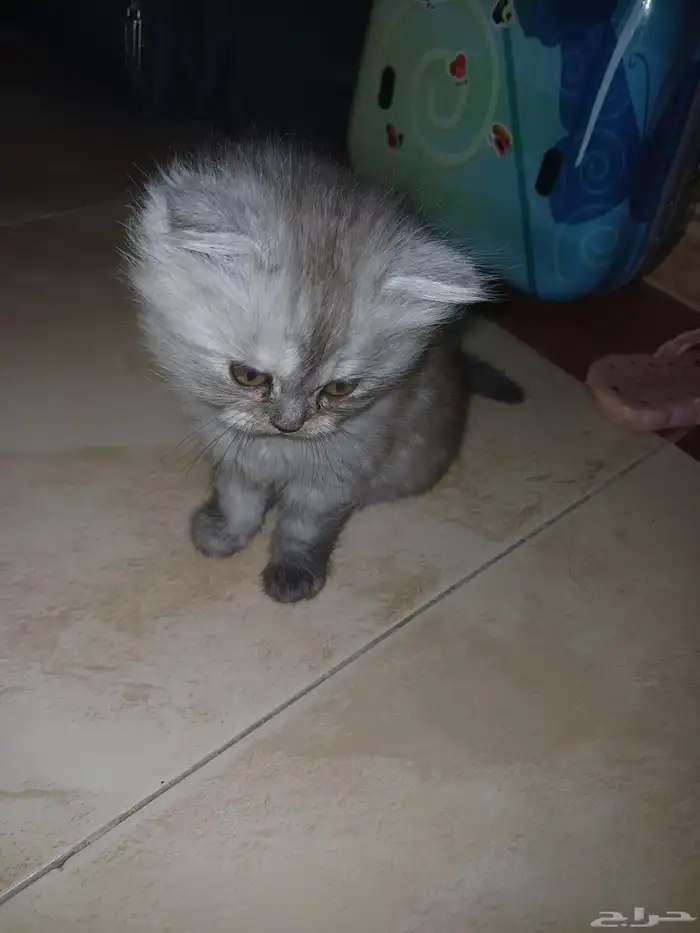 قطتين اسكوتش فولد عمر شهرين للبيع 1