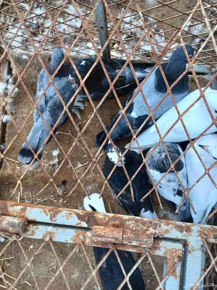 زغاليل للبيع 1