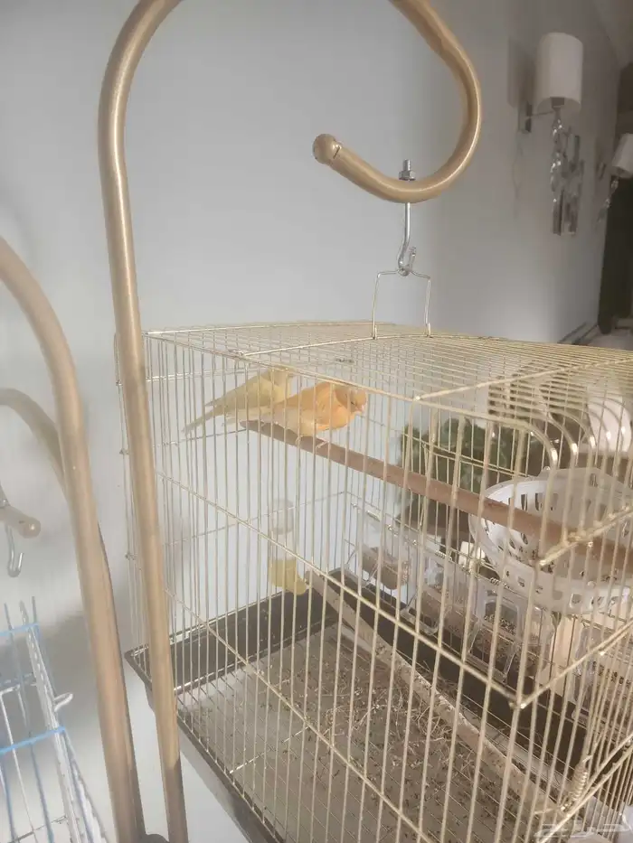 جوز كناري سوري 3