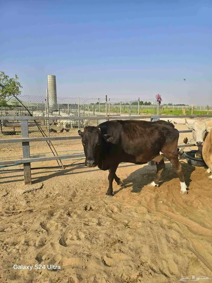 بقرة جرسية انجوس تحتها حسيل 1