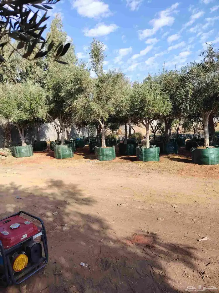 زيتون معمر لتوصل علا 3