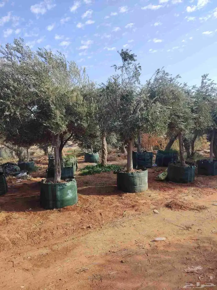 زيتون معمر لتوصل علا 2