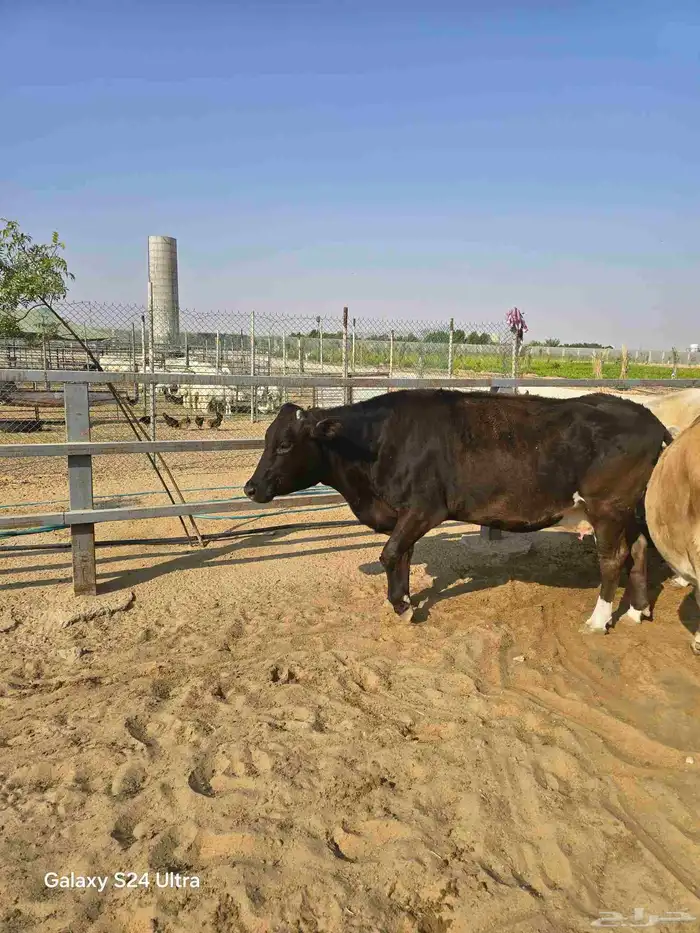 بقرة جرسية انجوس تحتها حسيل 0