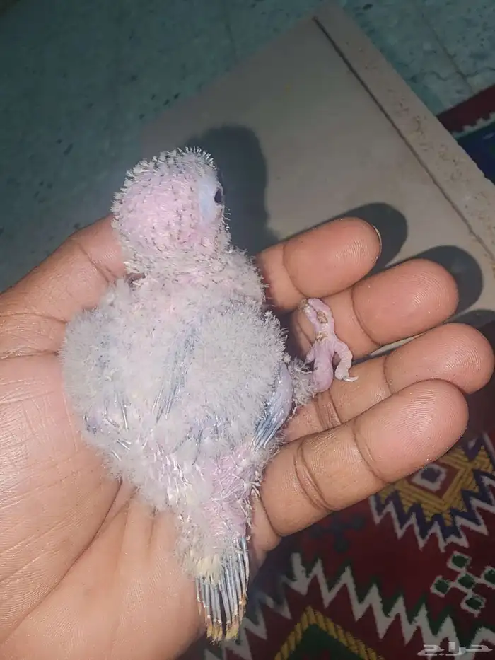 جوز كنيور منتج 8