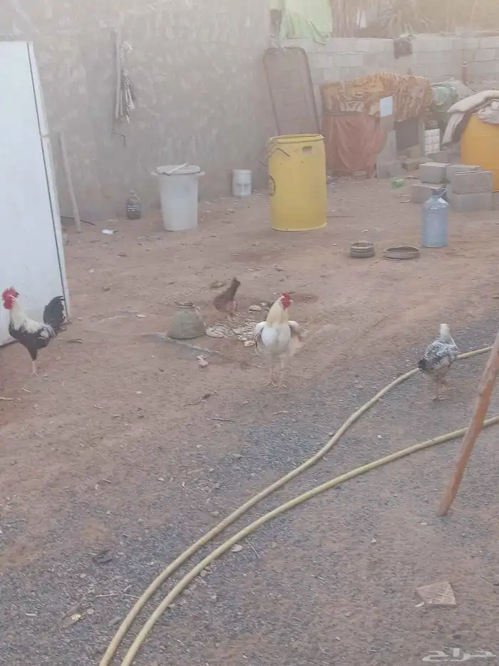 دجاج للبيع على السوم 1