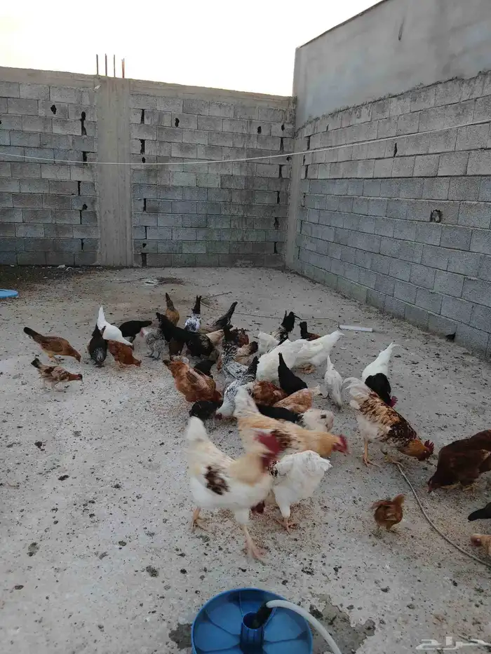 دجاج بلدي و لهمان العدد 80 6