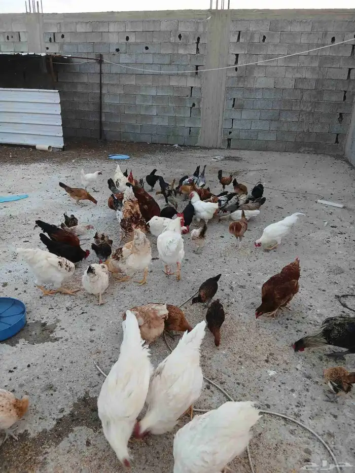 دجاج بلدي و لهمان العدد 80 4