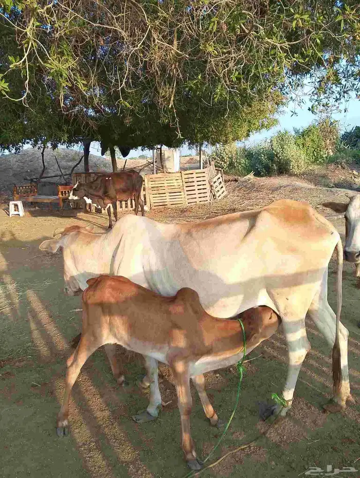 ضمد الشقيري 0