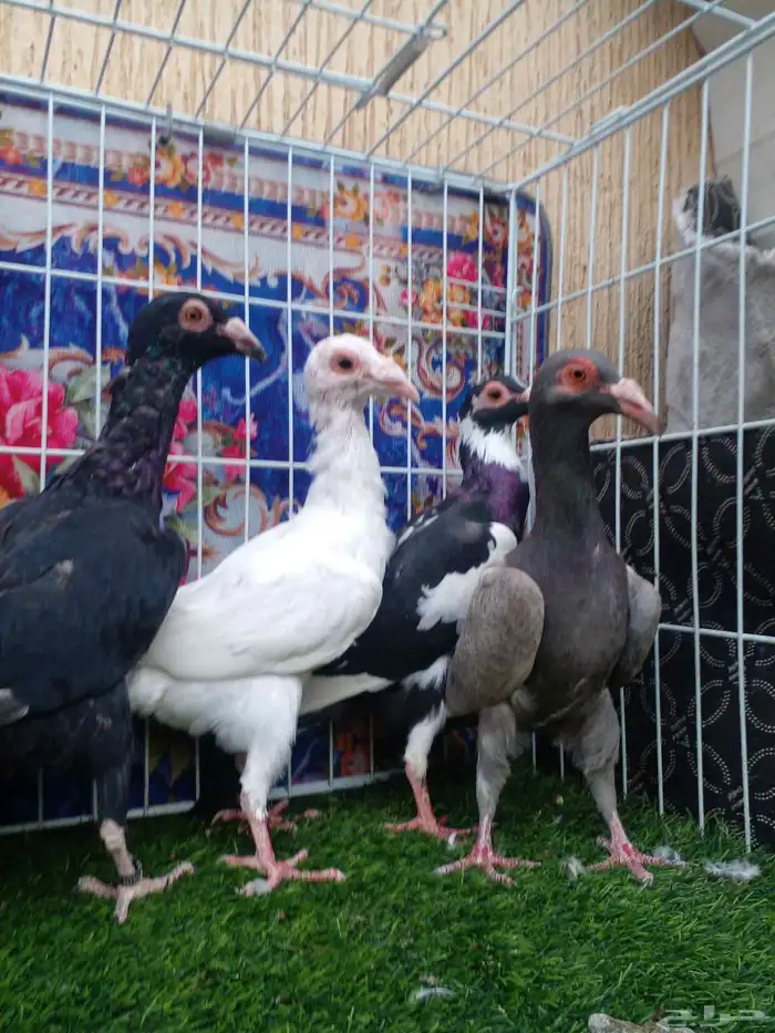 العدد 7 ... ذكر و 6 مخاليف بغداديات جرروم من اهالي خوارج 2