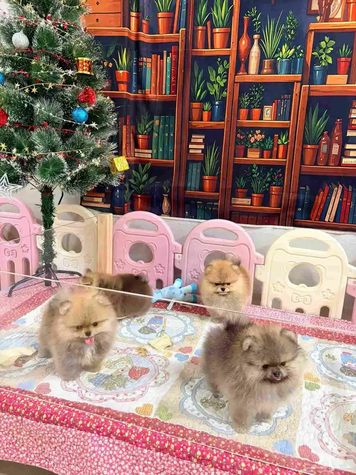 جراوي بومرينين تيدي مستويات حلوة 7