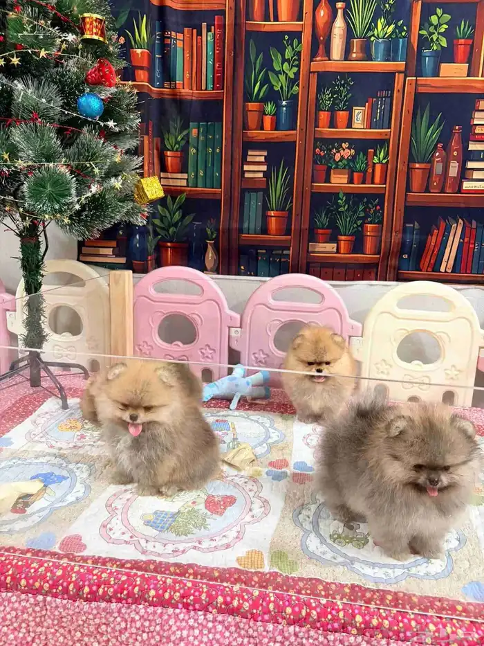 جراوي بومرينين تيدي مستويات حلوة 6