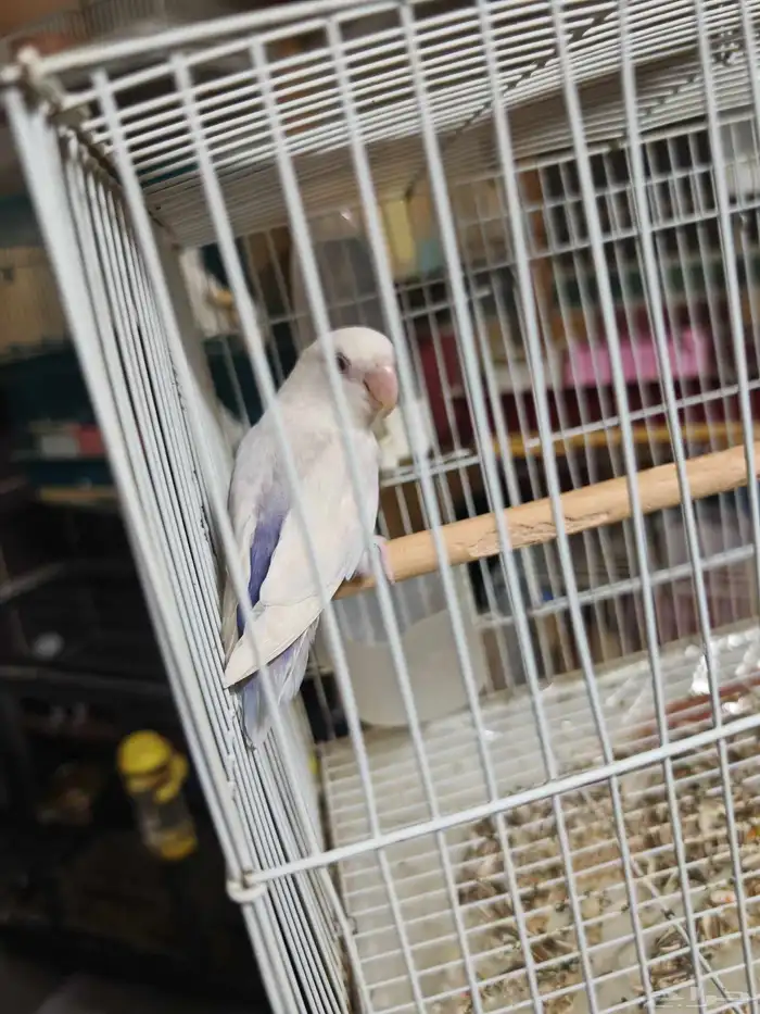 ذكر روز بال فالو منتج 5