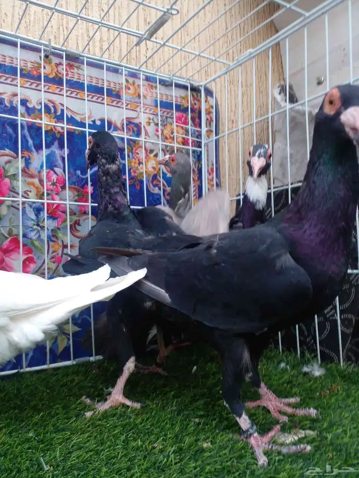 العدد 7 ... ذكر و 6 مخاليف بغداديات جرروم من اهالي خوارج 4