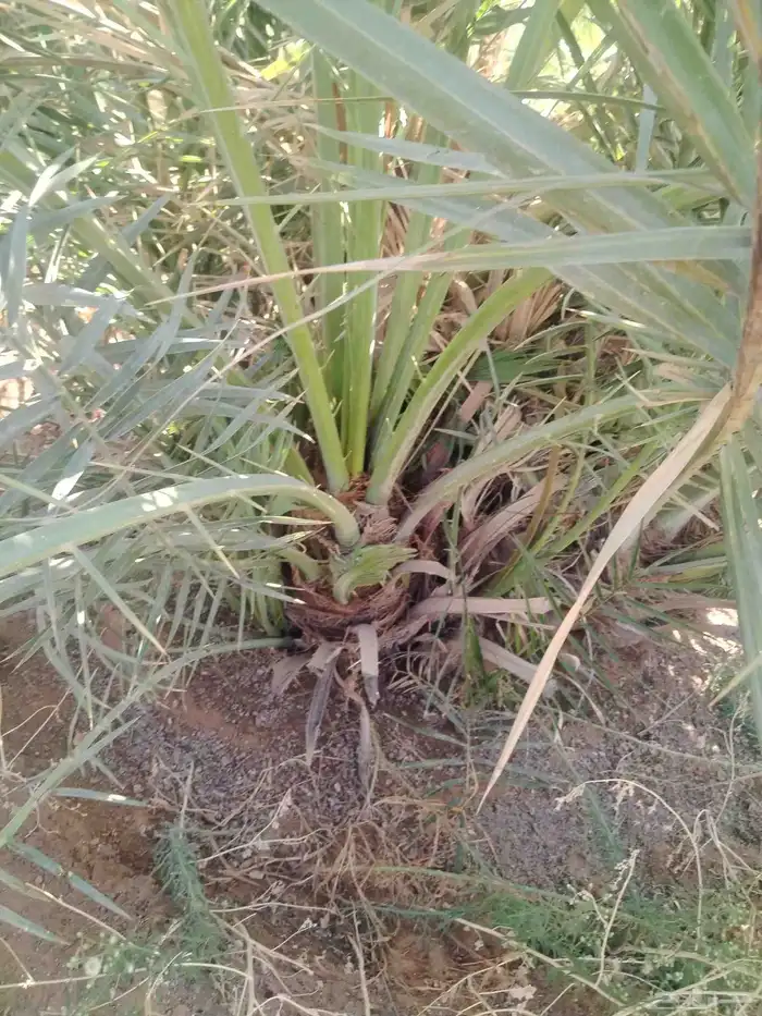 فسيل نخل للبيع 2