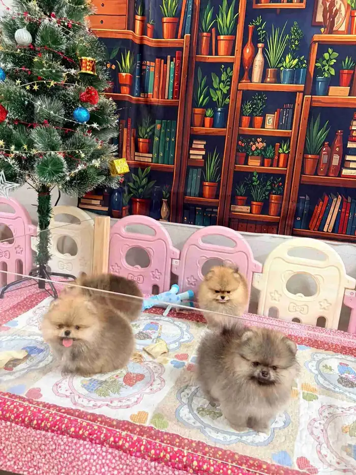 جراوي بومرينين تيدي مستويات حلوة 4