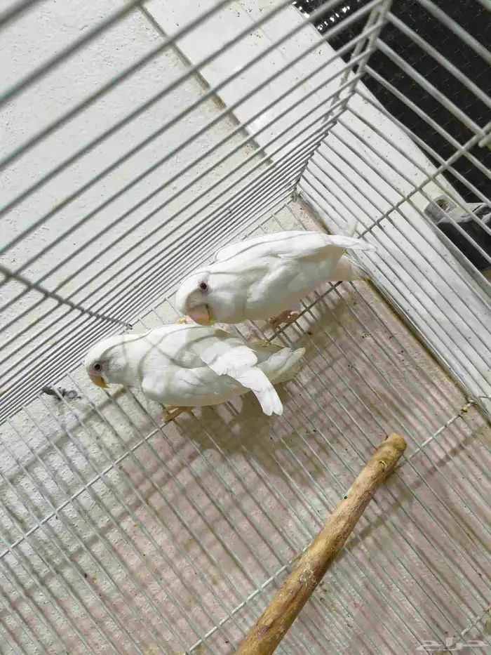 فرصه ذهبيه 6