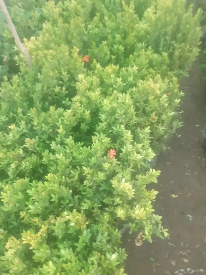 زراعه جميع انواع الاشجار النخل والنجيل وكل ما يتعلق بالزراعه 1