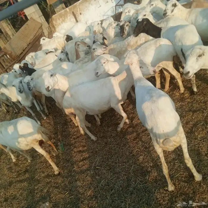 ضان رفيديات قرايب العدد 100 السوم 750 الصامل يفرق السوم 4