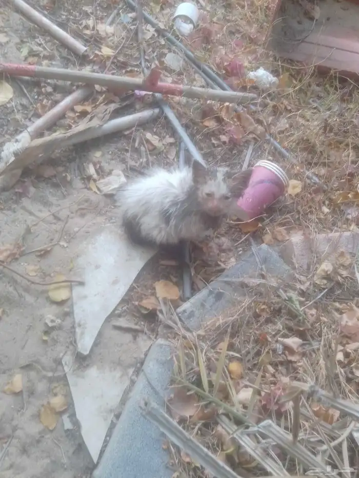 قط للتبني عمر اقل من شهر لعوب وحلو مرمي بالشارع ضاع من امه 1