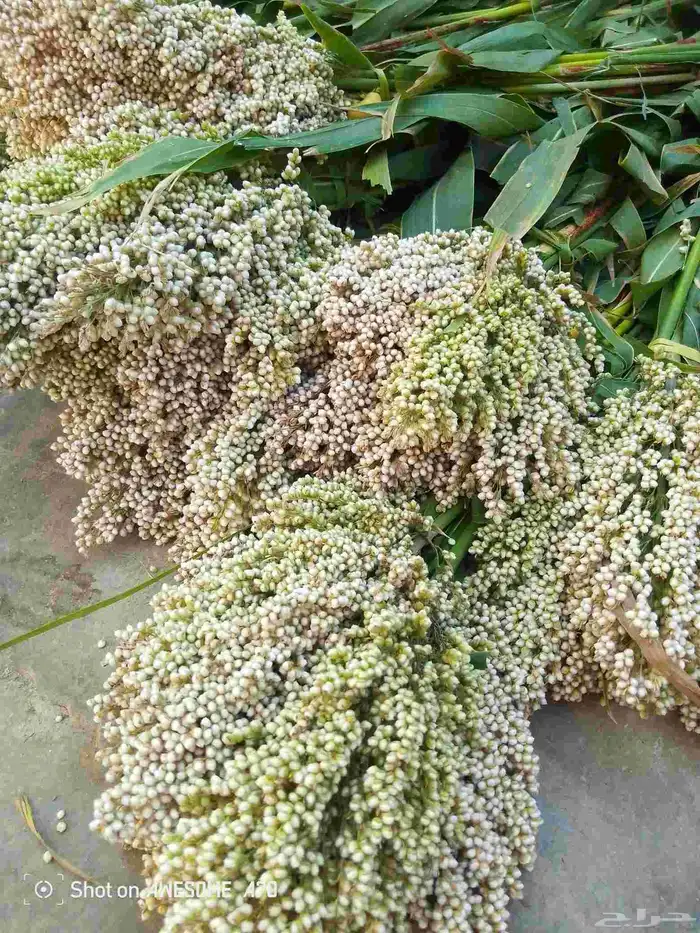 خضير مطحون مطحنه على شرط 1