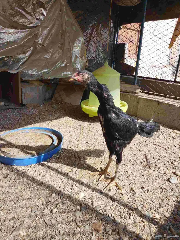 دجاجه شامو هزاز 1