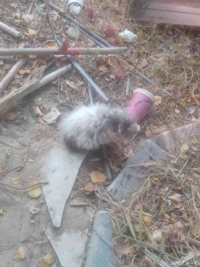 قط للتبني عمر اقل من شهر لعوب وحلو مرمي بالشارع ضاع من امه 0