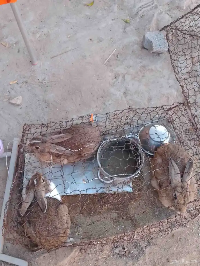 أرانب للبيع العدد 3 2