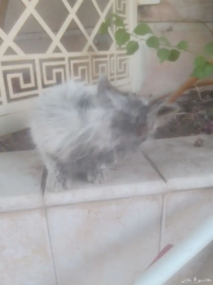 قط للتبني عمر اقل من شهر لعوب وحلو مرمي بالشارع ضاع من امه 4