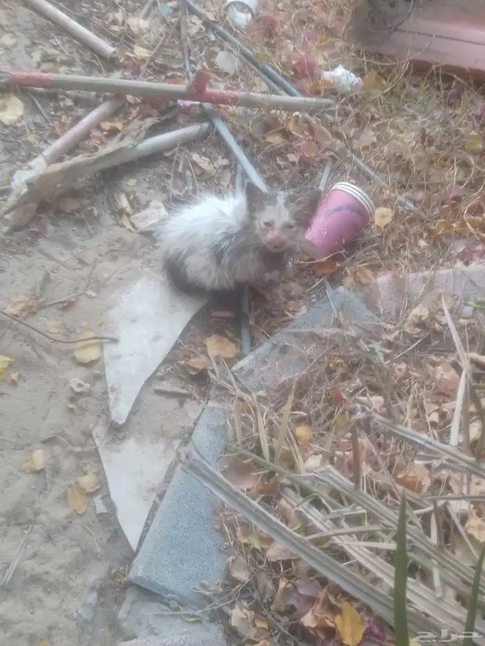 قط للتبني عمر اقل من شهر لعوب وحلو مرمي بالشارع ضاع من امه 3