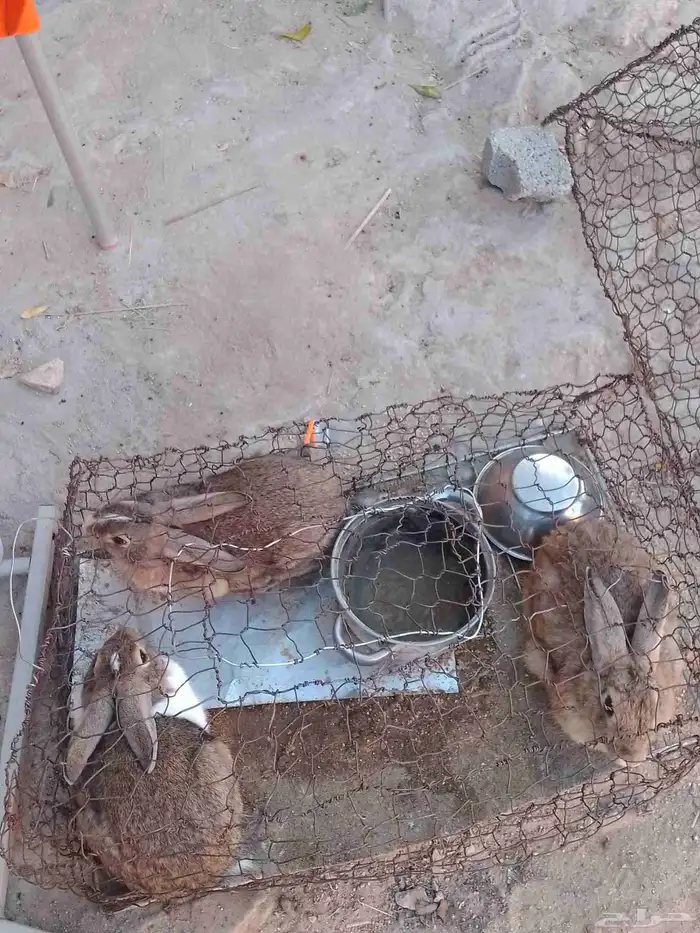 أرانب للبيع العدد 3 0