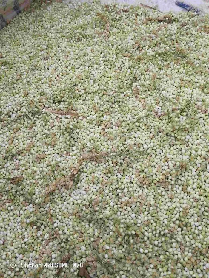 خضير مطحون مطحنه على شرط 0