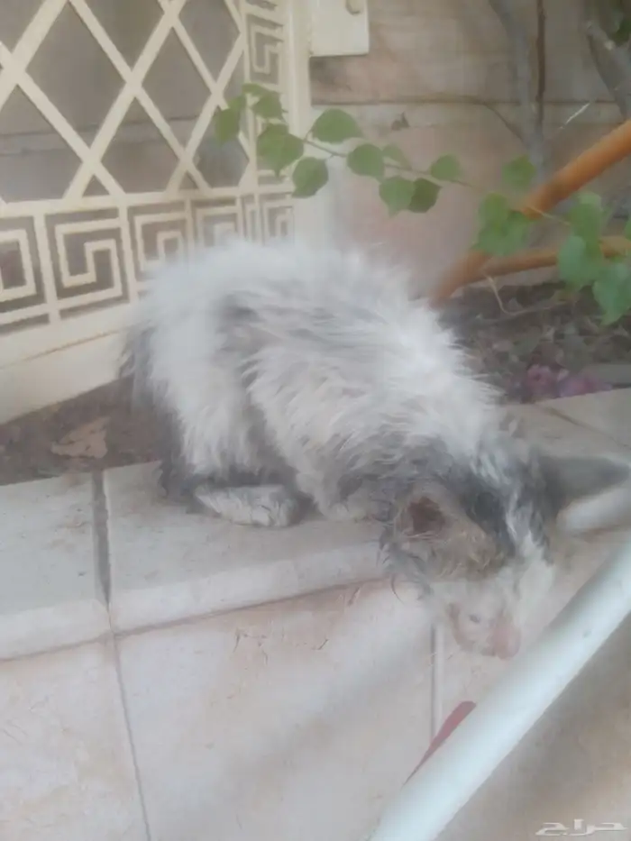 قط للتبني عمر اقل من شهر لعوب وحلو مرمي بالشارع ضاع من امه 2