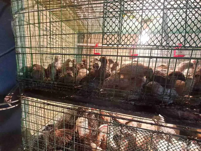 سمان بشاير العمر حوالي شهر 3