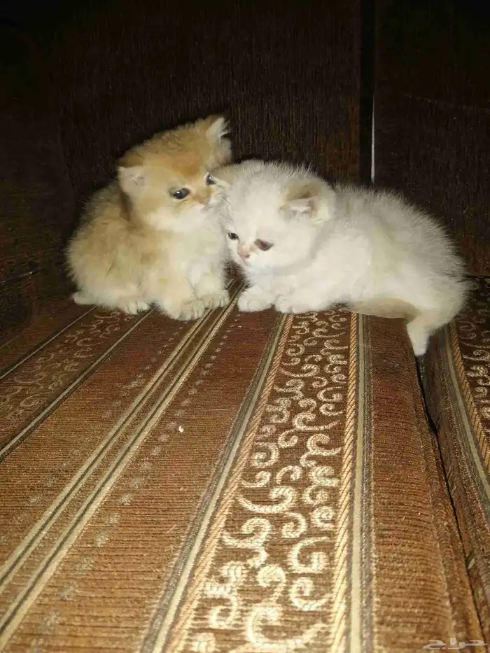للبيع قطط كيتن سكوتش 2
